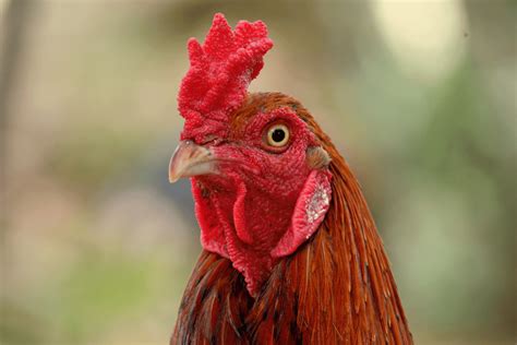 breeds of roosters for fighting|9 Popular Fighting Rooster Breeds (Gamefowl Facts).